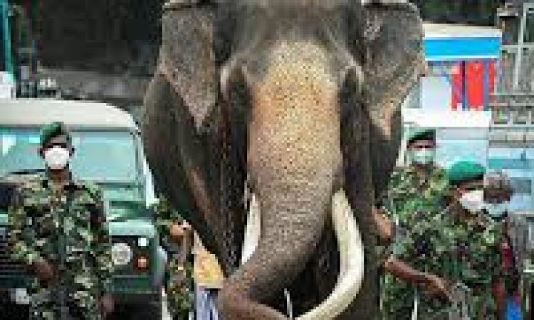 සංරක්ෂණය කළ නැඳුන්ගමුවේ රාජා එළැඹෙන 11 වැනිදා සිට මහජන ප්‍රදර්ශනයට